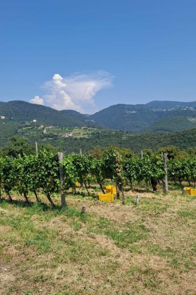 Vendemmia18